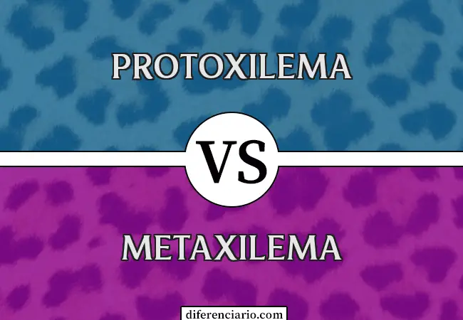 Diferencia entre Protoxilema y Metaxilema