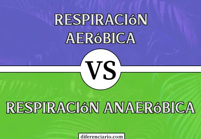 Diferencia entre respiración aeróbica y respiración anaeróbica