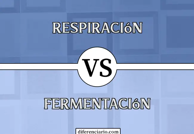 Diferencia entre respiración y fermentación