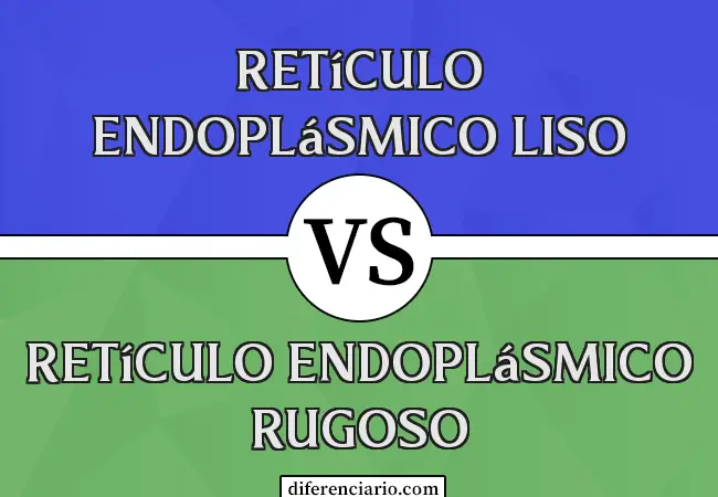 Diferencia entre Retículo Endoplásmico Liso y Retículo Endoplásmico Rugoso