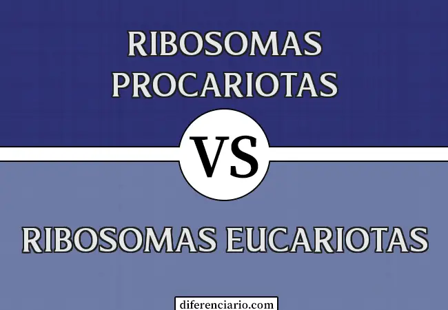 Diferencia entre ribosomas procariotas y ribosomas eucariotas
