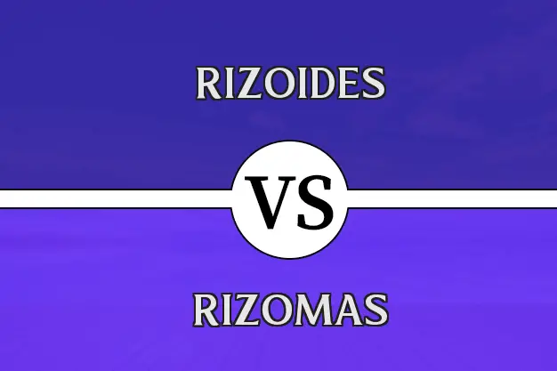 Diferencia entre rizoides y rizomas
