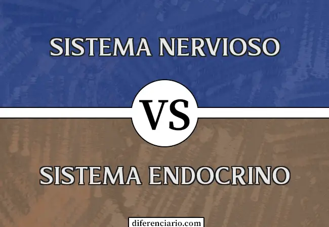 Diferencia entre Sistema Nervioso y Sistema Endocrino