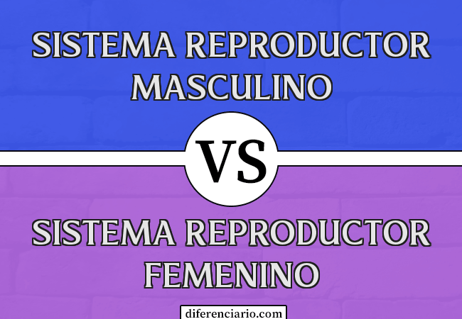Diferencia entre Sistema Reproductivo Masculino y Sistema Reproductivo Femenino