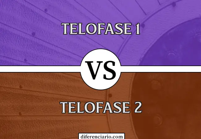 Diferencia entre telofase 1 y telofase 2