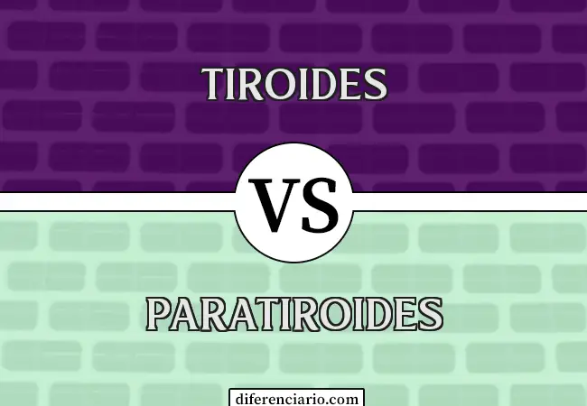 Diferencia entre Tiroides y Paratiroides