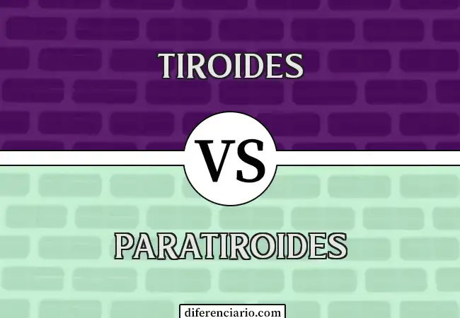 Diferencia entre Tiroides y Paratiroides