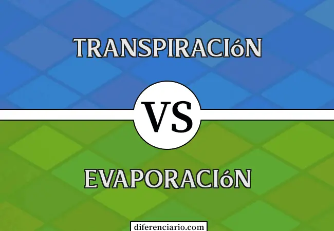 Diferencia entre transpiración y evaporación