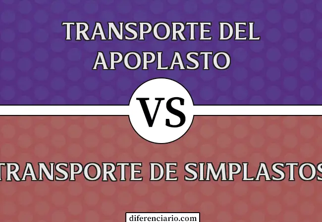 Diferencia entre el transporte del apoplasto y el transporte del sinplasto