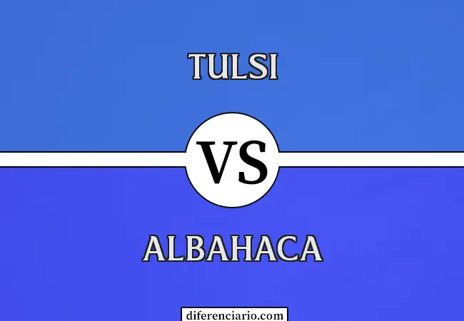 Diferencia entre Tulsi y Albahaca