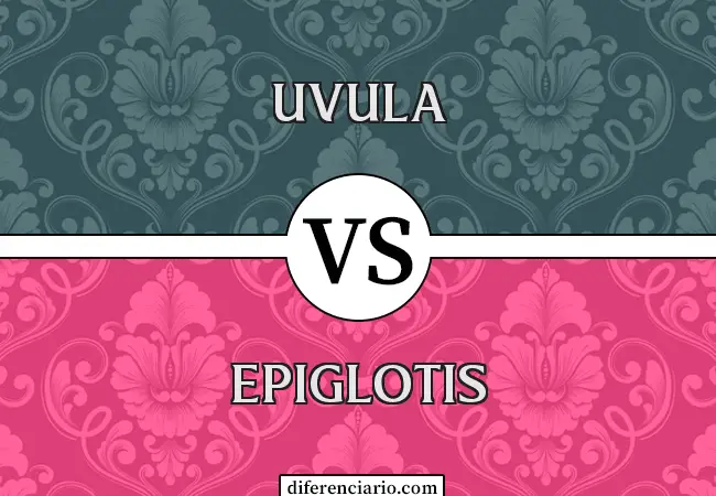 Diferencia entre úvula y epiglotis