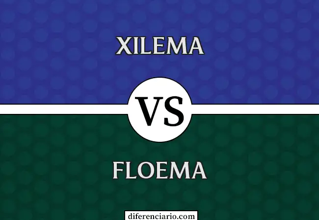 Diferencia entre Xilema y Floema