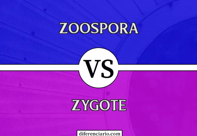 Diferencia entre zoospora y cigoto